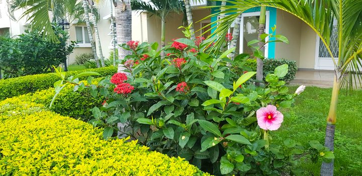 Garden — ixora and hibiscus